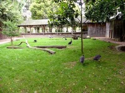 Grue couronnée - Tortue à echelons - 2023