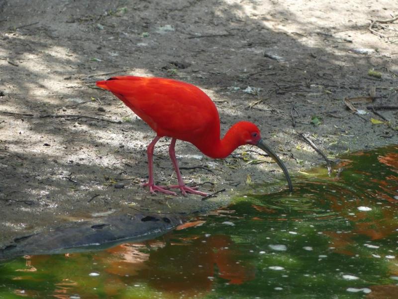 Ibis rouge