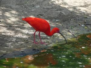 Ibis rouge