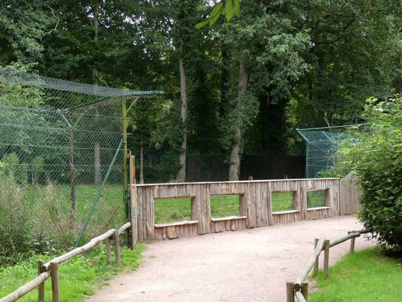 Loup à crinière