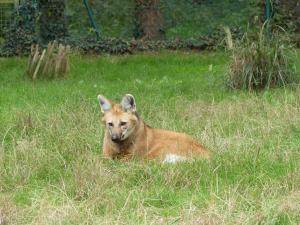 Loup à crinière