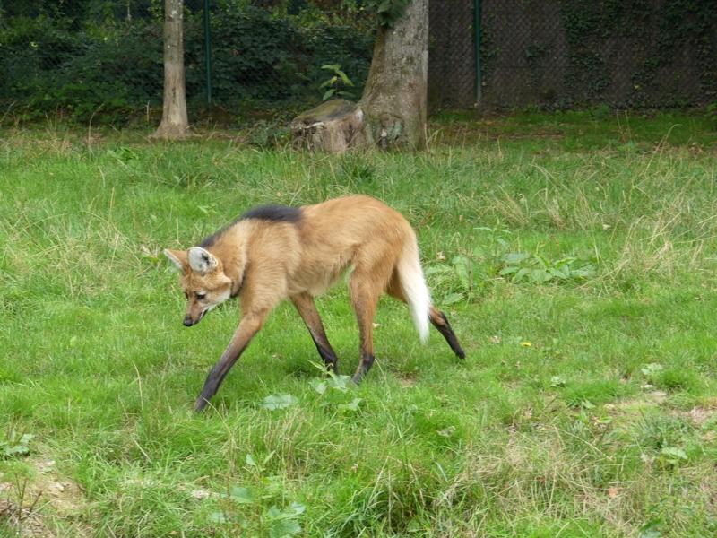 Loup à crinière