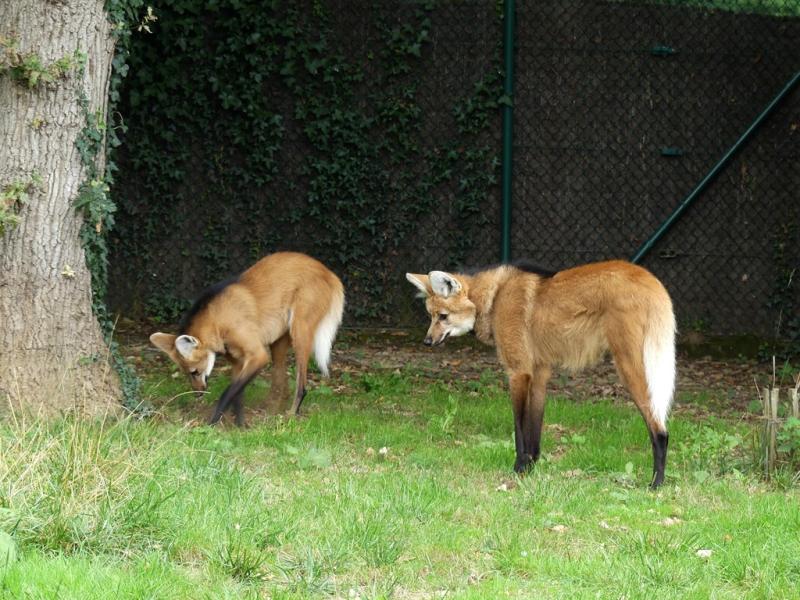 Loup à crinière