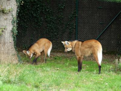 Loup à crinière - 2023