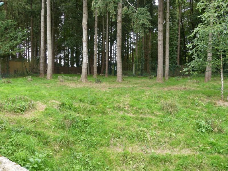 Loup à crinière