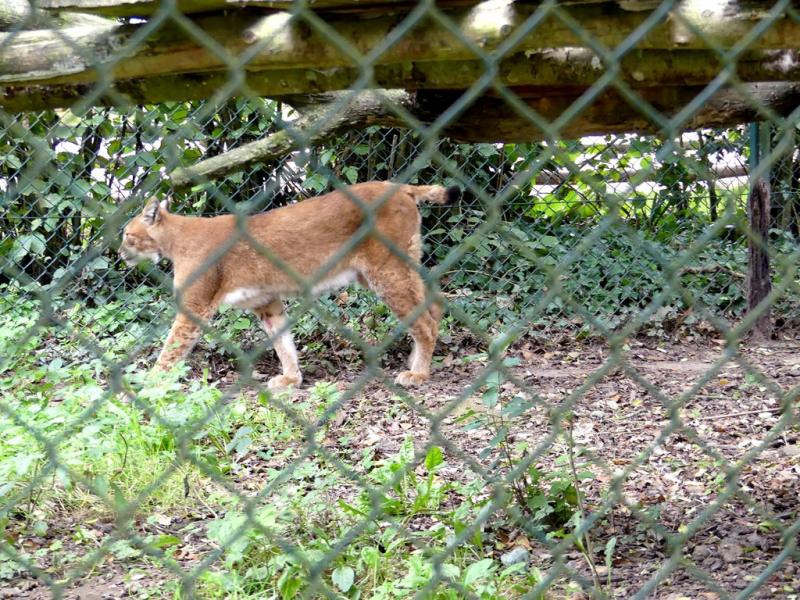 Lynx boréal