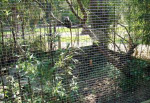 Tamarin empereur