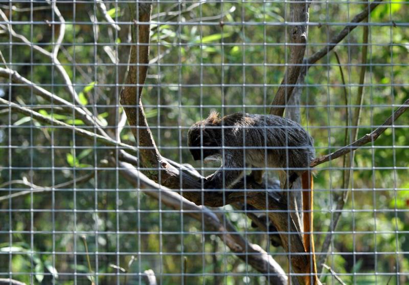 Tamarin empereur