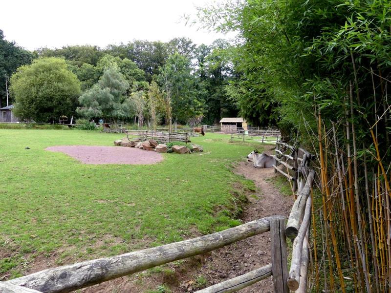 Zébu