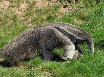 Fourmilier géant - 2023