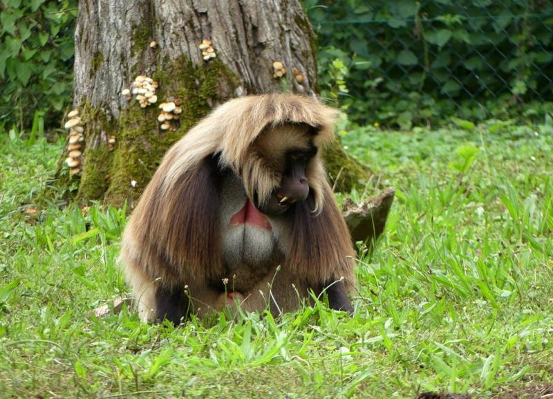 Gelada