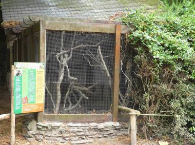 Ouistiti pygmée - 2023