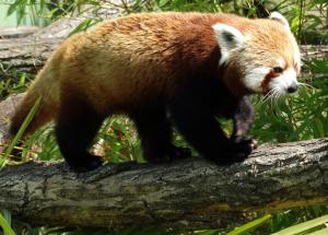 Panda roux