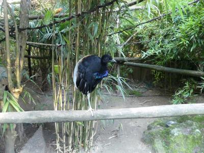 Agami trompette - 2021