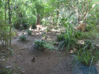 Agouti d'Azara - 2021