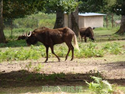 Gnou à queue blanche - 2010