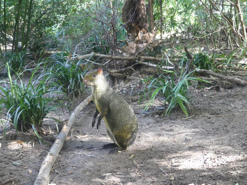 Agouti d'Azara