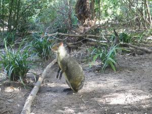 Agouti d'Azara