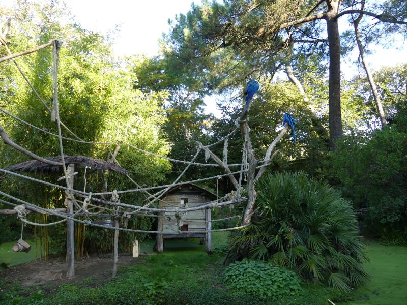 Ara bleu