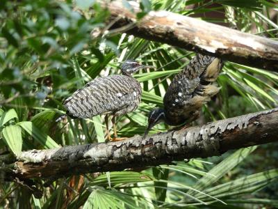 Caurale soleil - 2021
