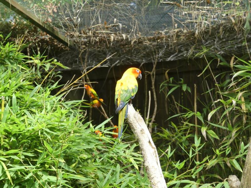 Conure soleil