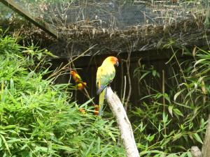 Conure soleil
