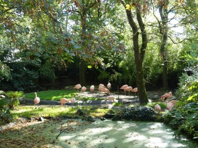 Flamant du Chili - 2021