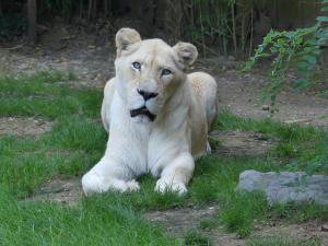 Lion blanc