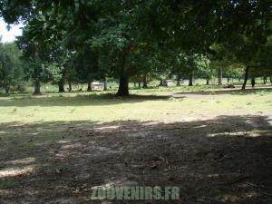 Gnou à queue blanche