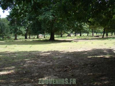 Gnou à queue blanche - 2010