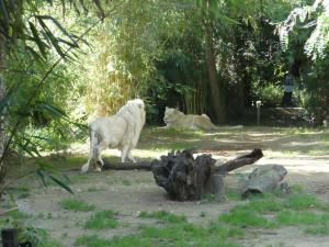 Lion blanc