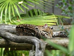 Ocelot