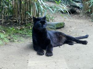 Panthère noire