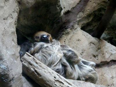 Paresseux à 2 doigts - 2021