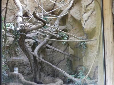 Paresseux à 2 doigts - 2021