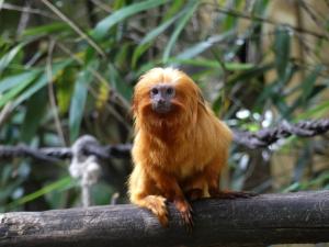 Tamarin lion doré