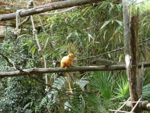 Tamarin lion doré