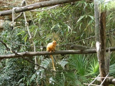 Tamarin lion doré - 2021