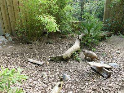 Tatou à 6 bandes - 2021