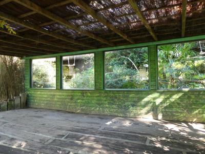 Touraco violet - 2021