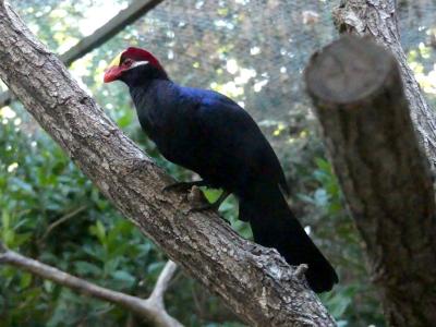 Touraco violet - 2021