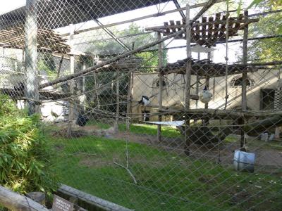 Colobe guéréza - 2021