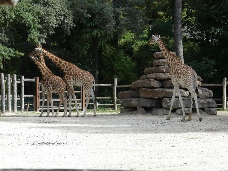Girafe