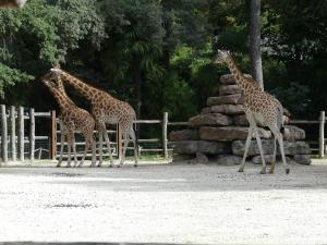 Girafe
