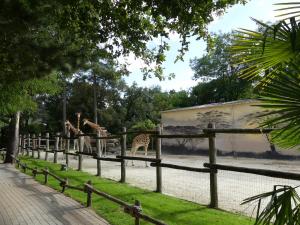 Girafe