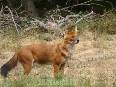 Dhole - 2010