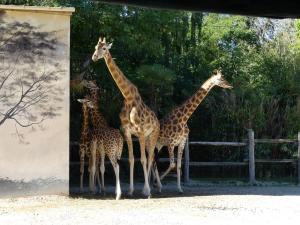 Girafe