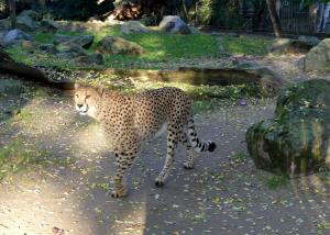 Guépard