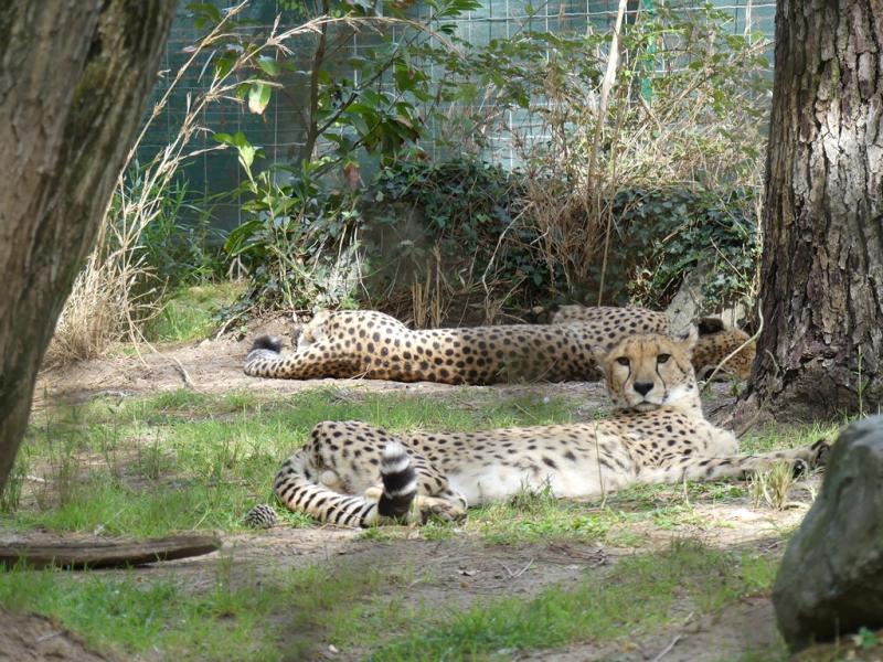 Guépard