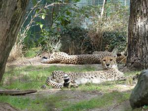 Guépard